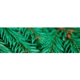 CWS forest soul illat Air Bar készülékhez (8db)
