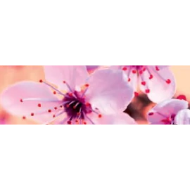 CWS secret spa illat Air Bar készülékhez (8db)