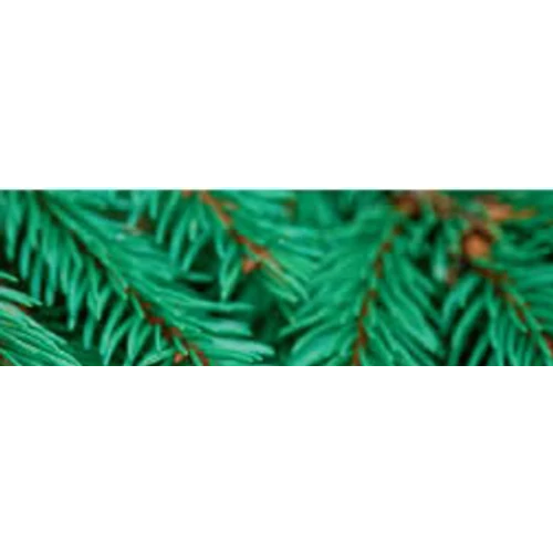 CWS forest soul illat Air Bar készülékhez (8db)